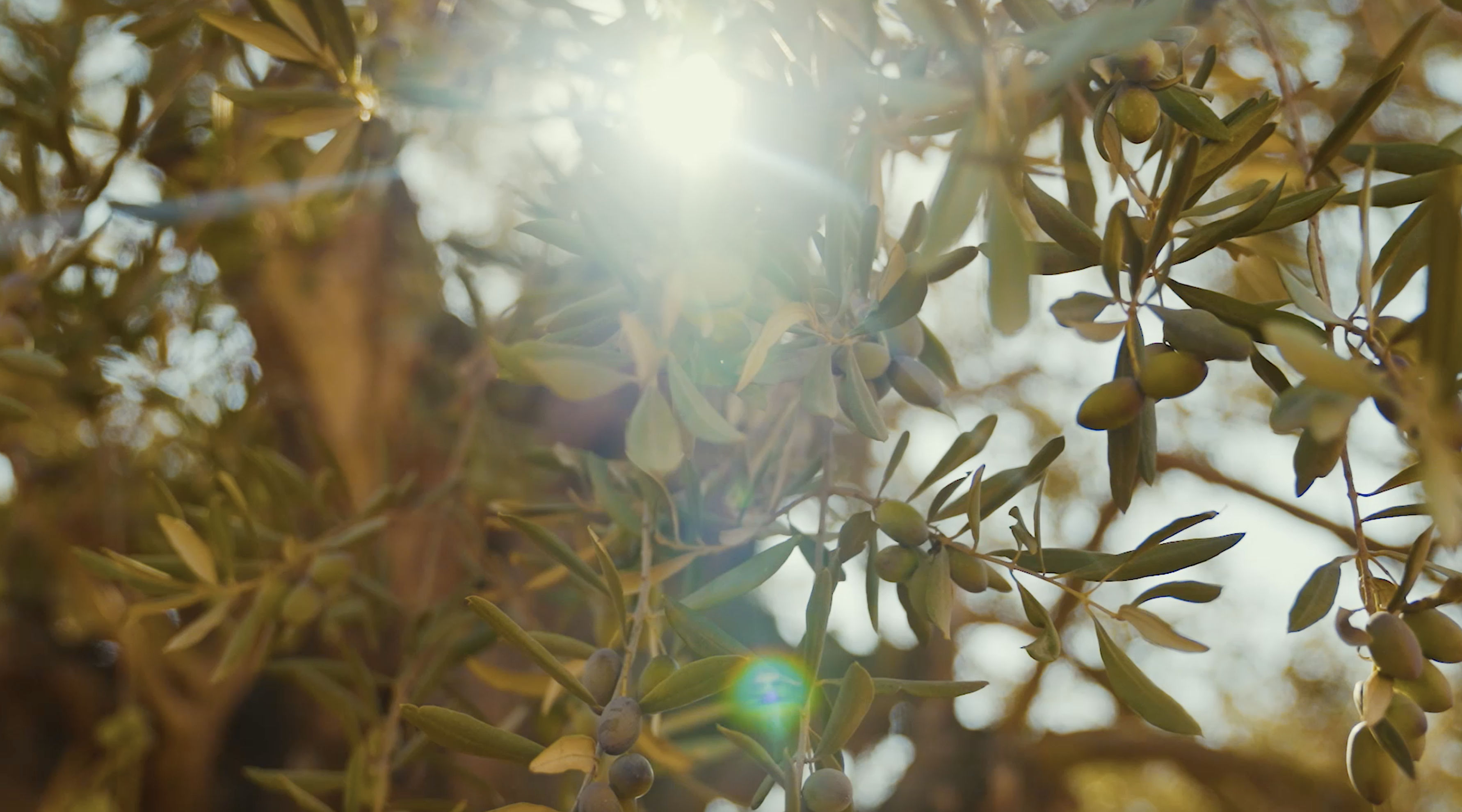 The Golden Harvest